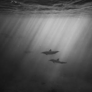 神宫寺和叔父才知最绝项
